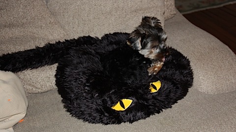 olive on cat bed.JPG