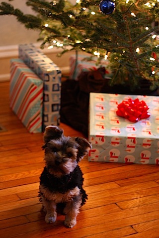 Olive Christmas Tree.JPG