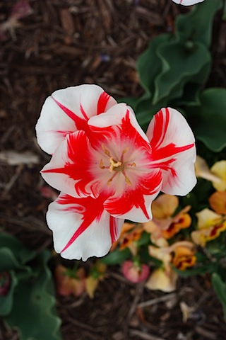 maymont flower.JPG