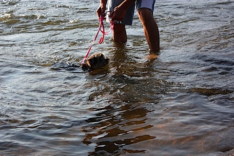 olive swimming.JPG