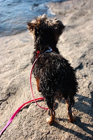 olive wet.JPG