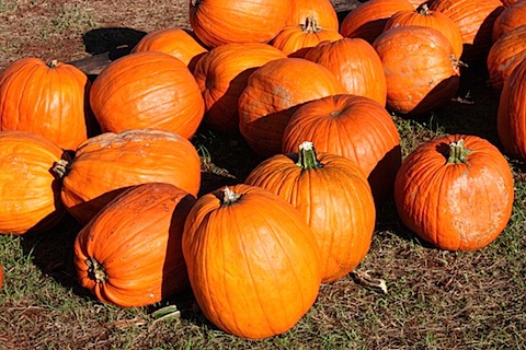 pumpkins.JPG