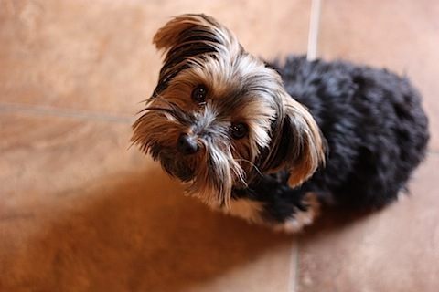 olive 2011.JPG