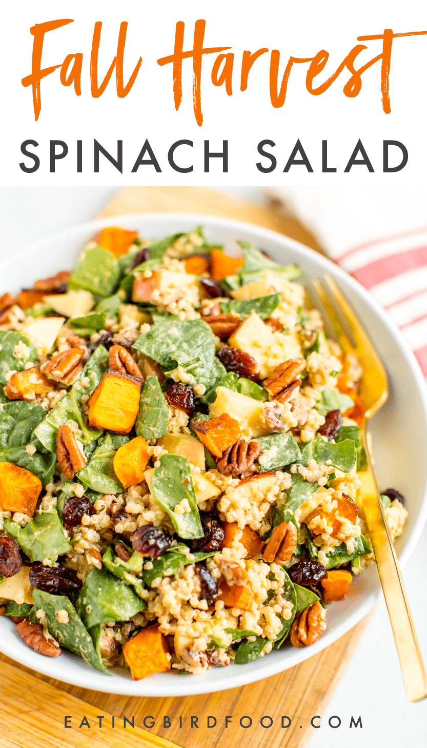 Fall Quinoa Spinach Salad Eating Bird Food