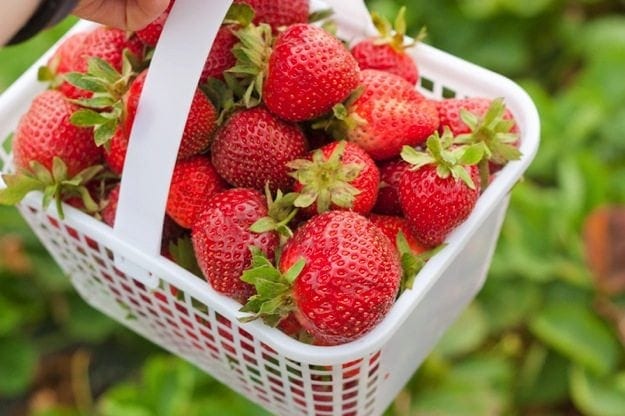 Freshly Picked Strawberries in a white basket.