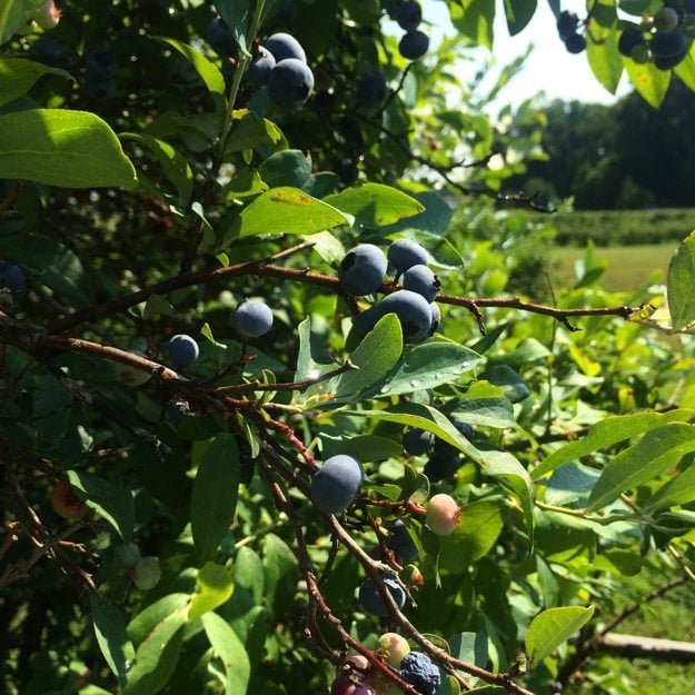 Blueberry Bush.
