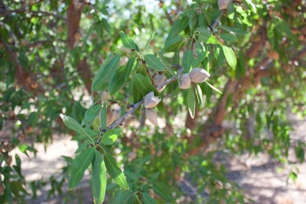 Almonds on Tree