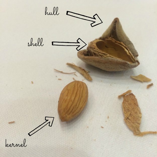 Parts of an almond
