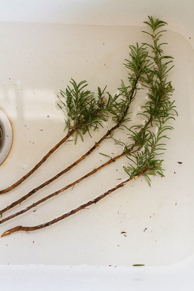 Rosemary sprigs soaking.