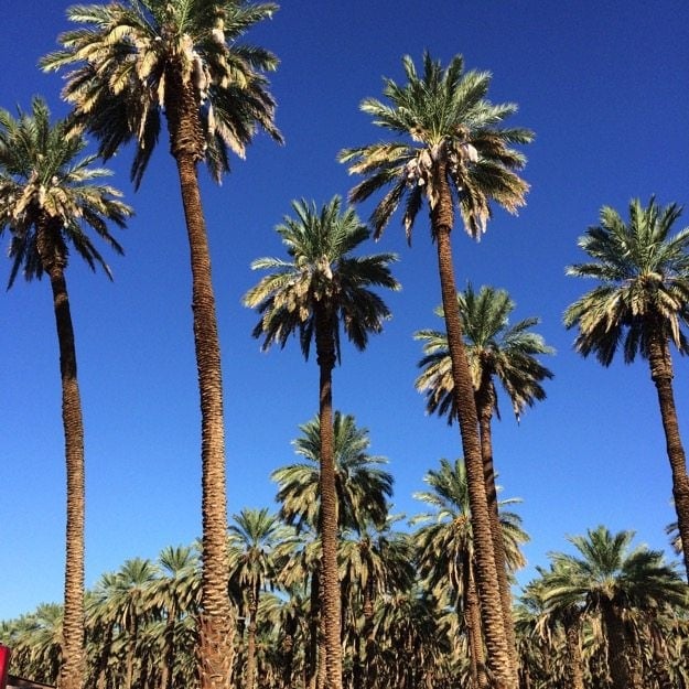 Big Six Date Palms