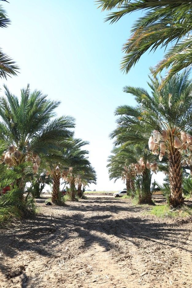 Des palmiers dattiers bordant une allée à Yuma Arizona.