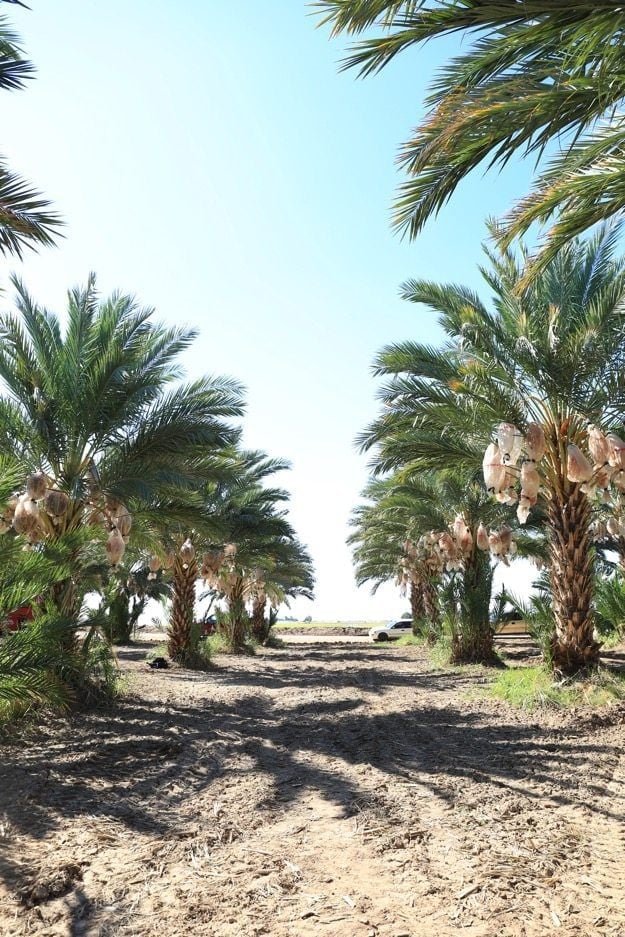 Date palms lining a drive in Yuma Arizona. 