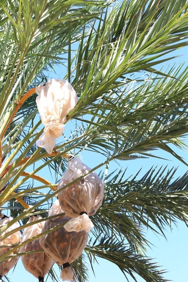 Dates poussant sur des palmiers