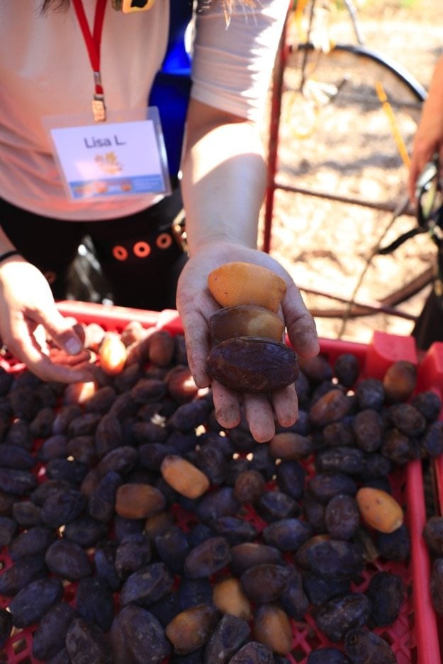 Dates medjool fraîches dans la paume d'une main.