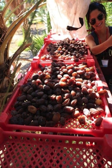 Medjool dates in red containers outside.