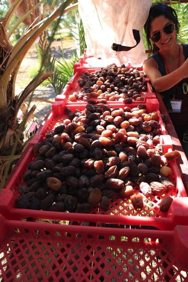 Medjool Date Harvest