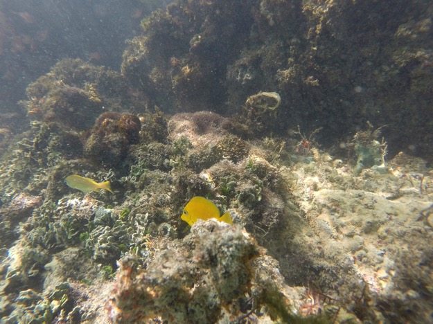 Fish