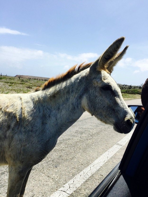 Hello Donkey