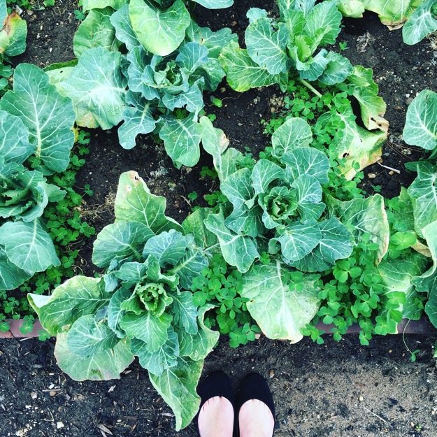 White-House-Garden-Cabbage.jpg White-House-Garden-Cabbage