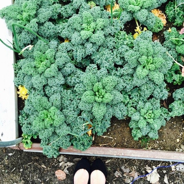 kale-white-house-garden.jpg kale-white-house-garden