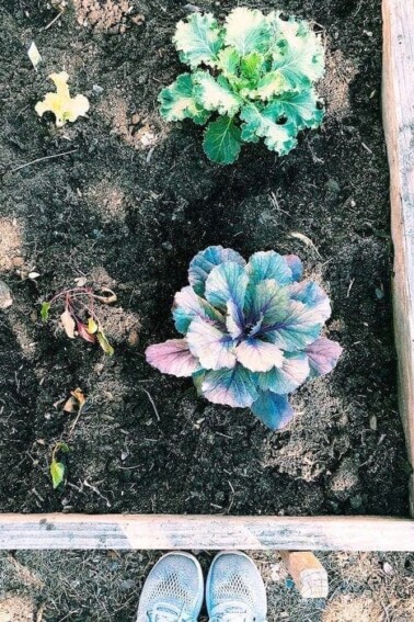 A raised garden bed with a mix of greens planted in it.