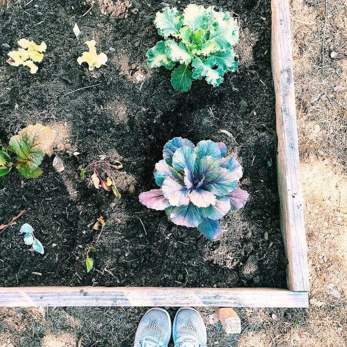 Plants with a Purpose Fall Crops