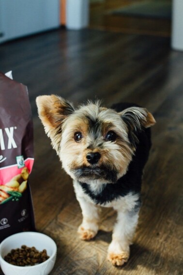 A small yorkie next to a food bowl.
