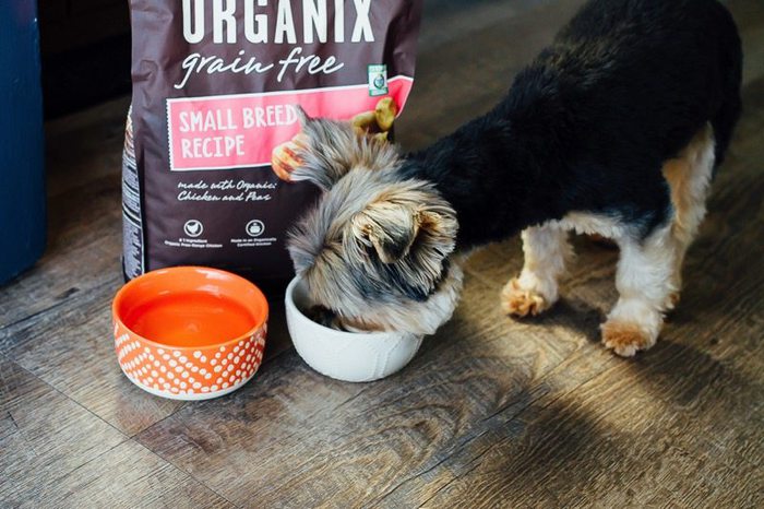 olive-s-fav-organic-dog-food-eating-bird-food