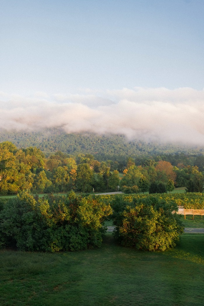 Vertias Vineyard