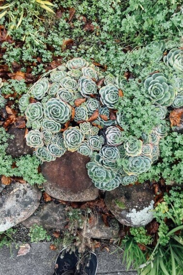 Variety of succulents on the ground.