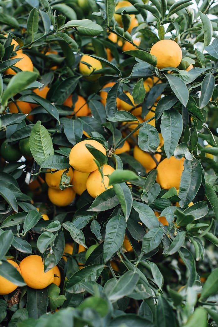 Lemons growing in Califorina