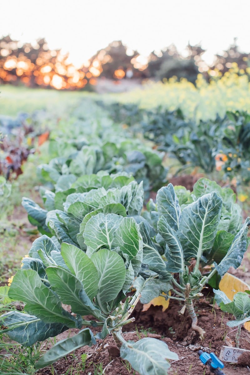 Produce growing at UC Santa Cruz