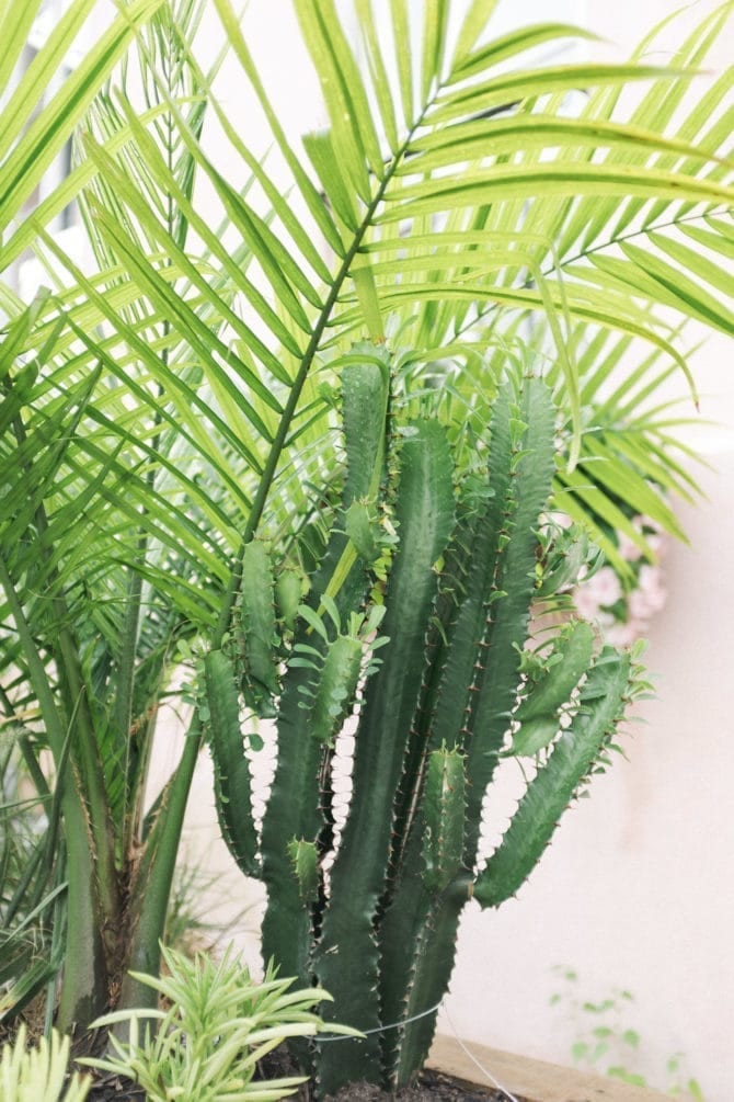 Plant leaves and a cactus in a white room.