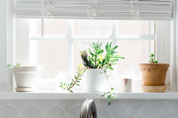 Window sill with three plants.