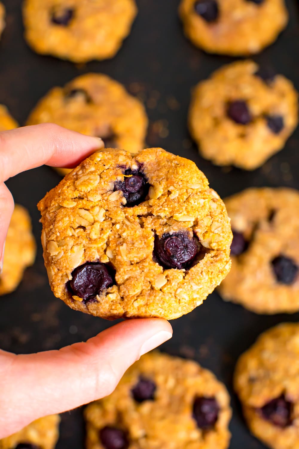 A blueberry sweet potato breakfast cookie held up close with a sheet pan of cookies in the background.