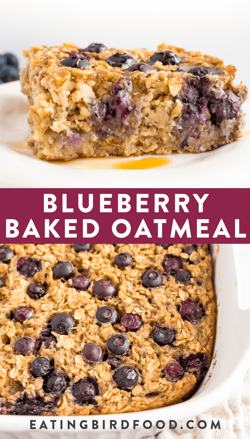 {Easy} Blueberry Baked Oatmeal Eating Bird Food