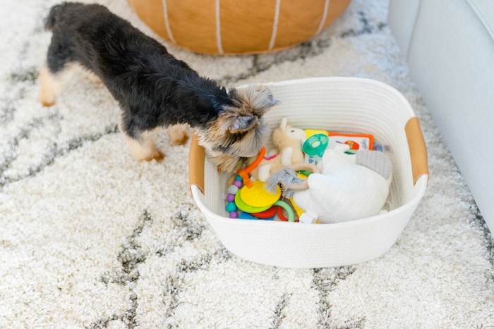 Yorkie looking at a basket of baby toys. 