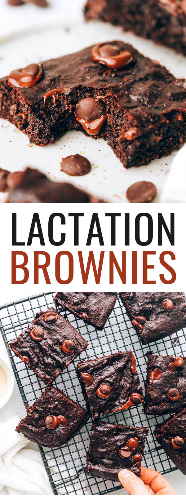 Lactation Brownies Eating Bird Food